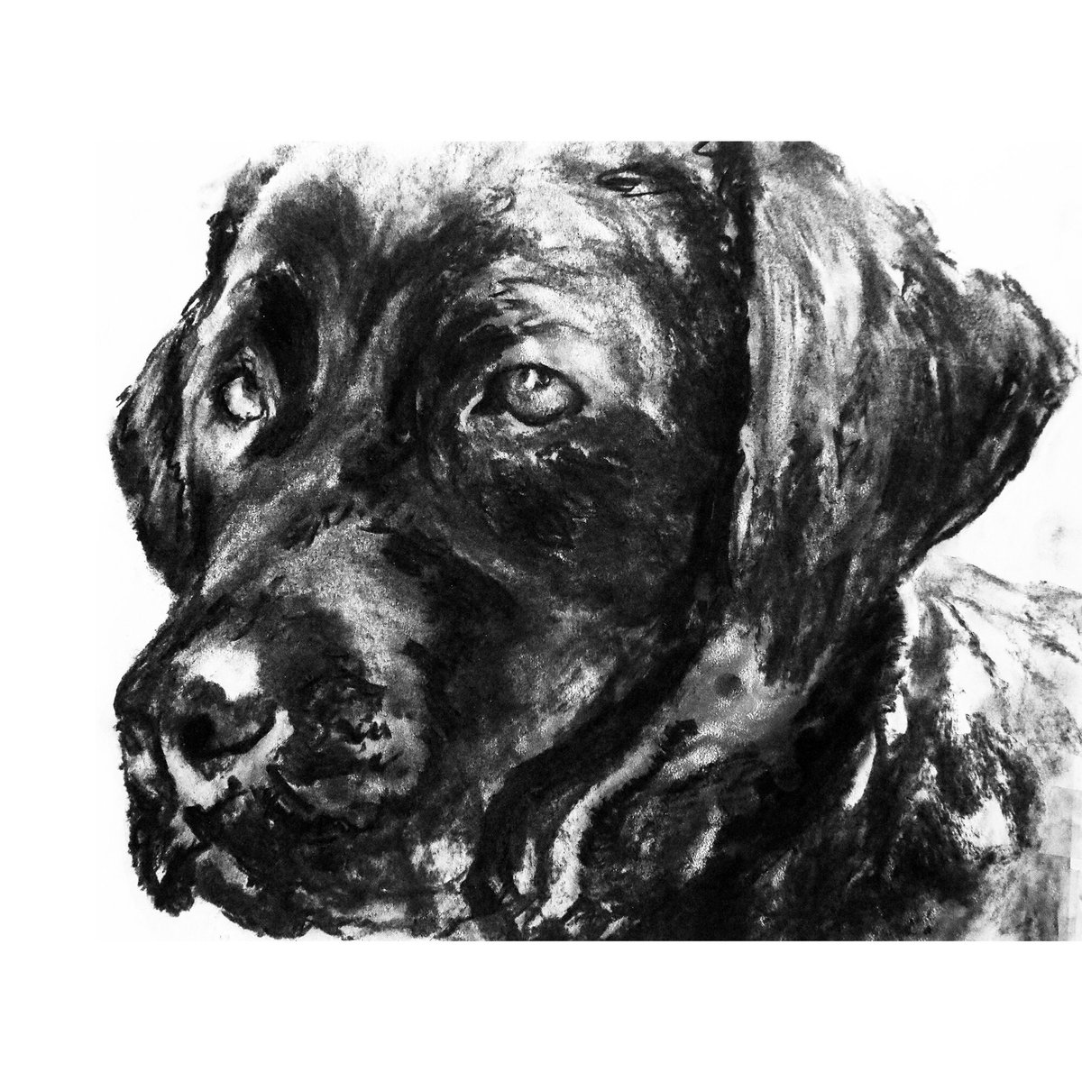 OscarJetson's tweet photo. Black Lab Charcoal Drawing Print: Labrador Retriever Dog Memorial Art https://t.co/S7C8JIS2L9 #DogFishArtCo #LabradorGift https://t.co/Q6jJeWMG04