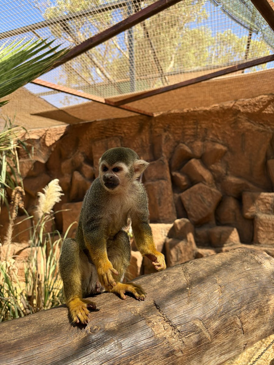 Gm 
New friend today 🐒