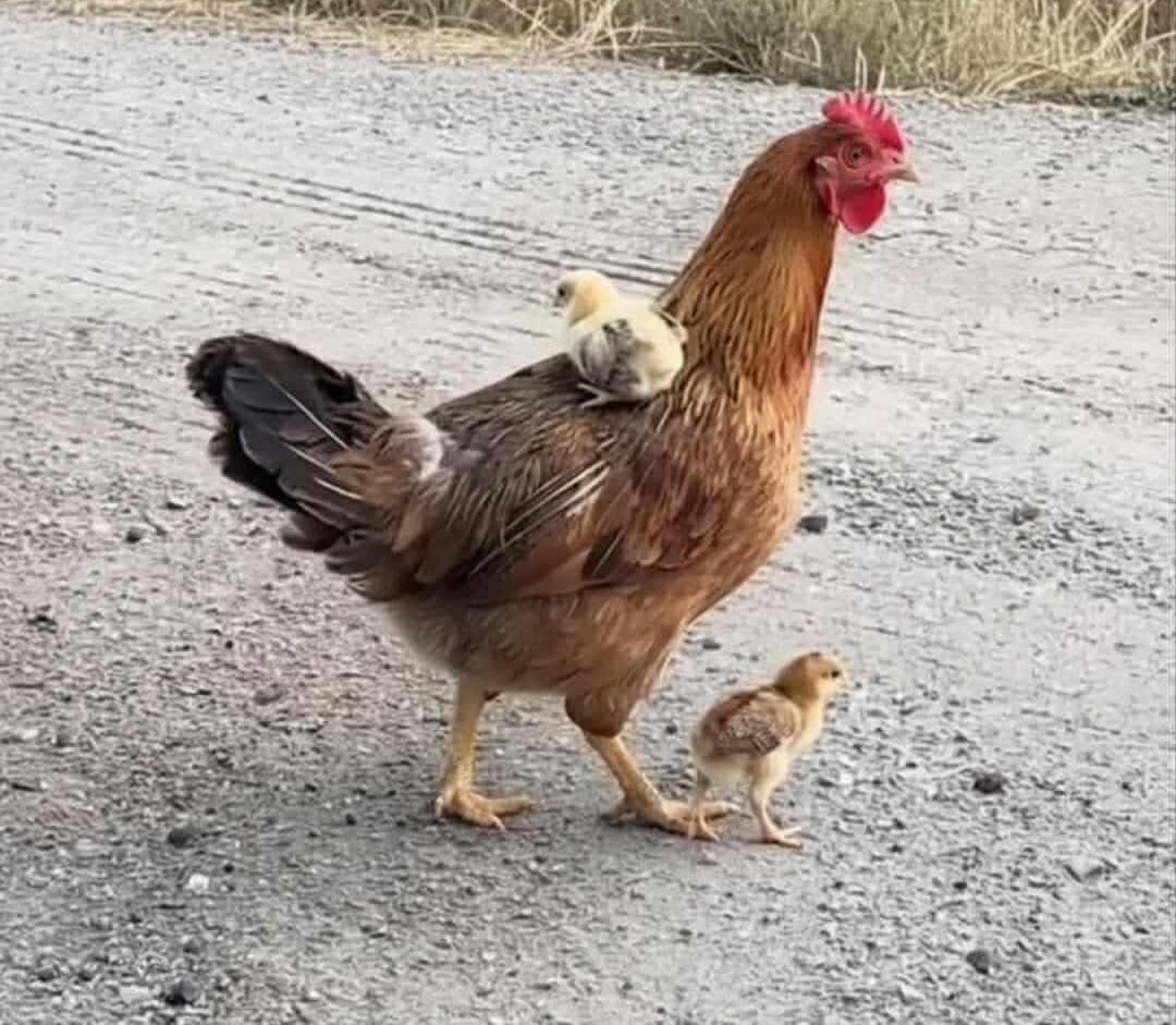 Los que tienen hermanos lo entenderán.