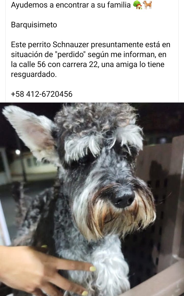 Se presume está EXTRAVIADO, Barquisimeto. Buscan a su familia humana