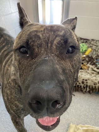 LOOKING FOR OWNER. This brindle Cane Corso mix female dog was found in the Uplands Pl &amp; Brant Ave area of Guelph on Sept 28. If she's yours or you have any info contact #Guelph Humane Society at 519-824-3091 or lostandfound@guelphhumane.ca (ID 2000345616).