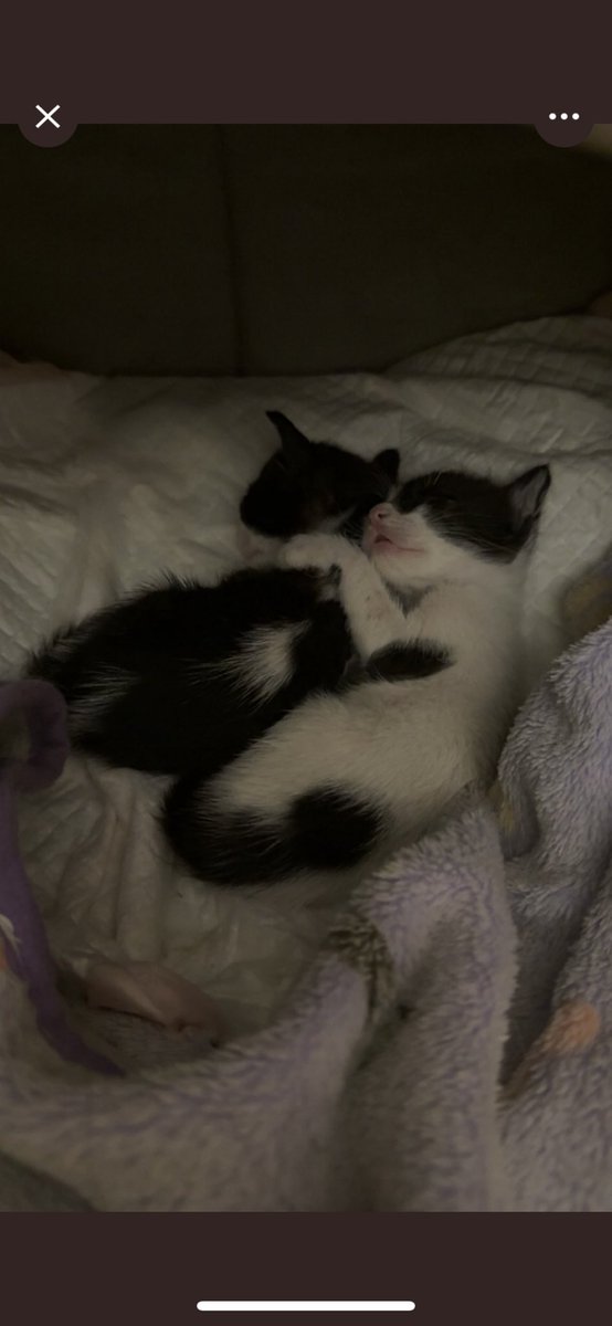 catloversw's tweet photo. 🛑2 كيتنز للتبني العاجل مهددين بالطرد🛑
المنطقه : الرياض السويدي📍
العمر : اقل من شهر ولسا يرضعون/ صحتهم جيده 
الجنس : غير معروف 
حساب او رقم للتواصل:
0530939795

#تبنى_لا_تشتري
#ساهم_في_انقاذ_روح https://t.co/wVm65iZfVR