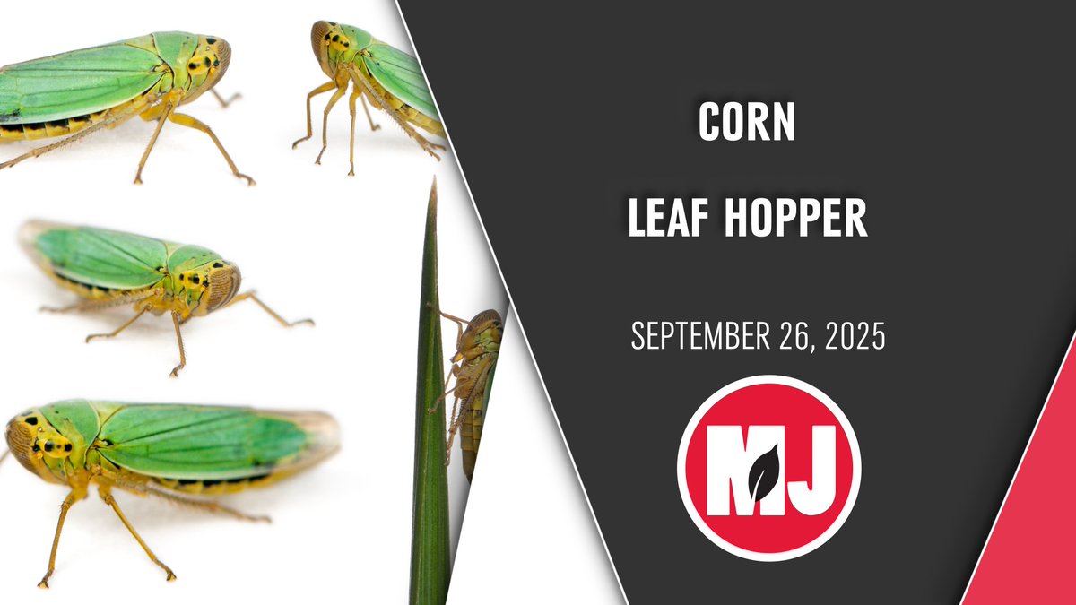 Corn Leaf Hopper presence has been confirmed in multiple Nebraska counties over the two previous growing seasons. While economic damage is unlikely so far, this may be a corn pest Nebraska growers may soon have to contend with.
<a href="/NECornBoard/">Nebraska Corn Board</a>
youtu.be/J8rHY8b30EY