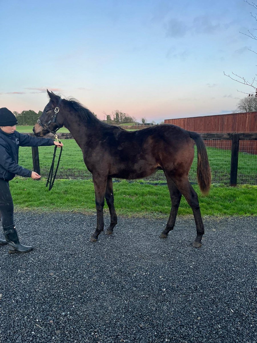 Romanticón con 11 meses ya en Rochestown tras ser adquirido de foal en Tattersalls para #CuadraMediterráneo.
