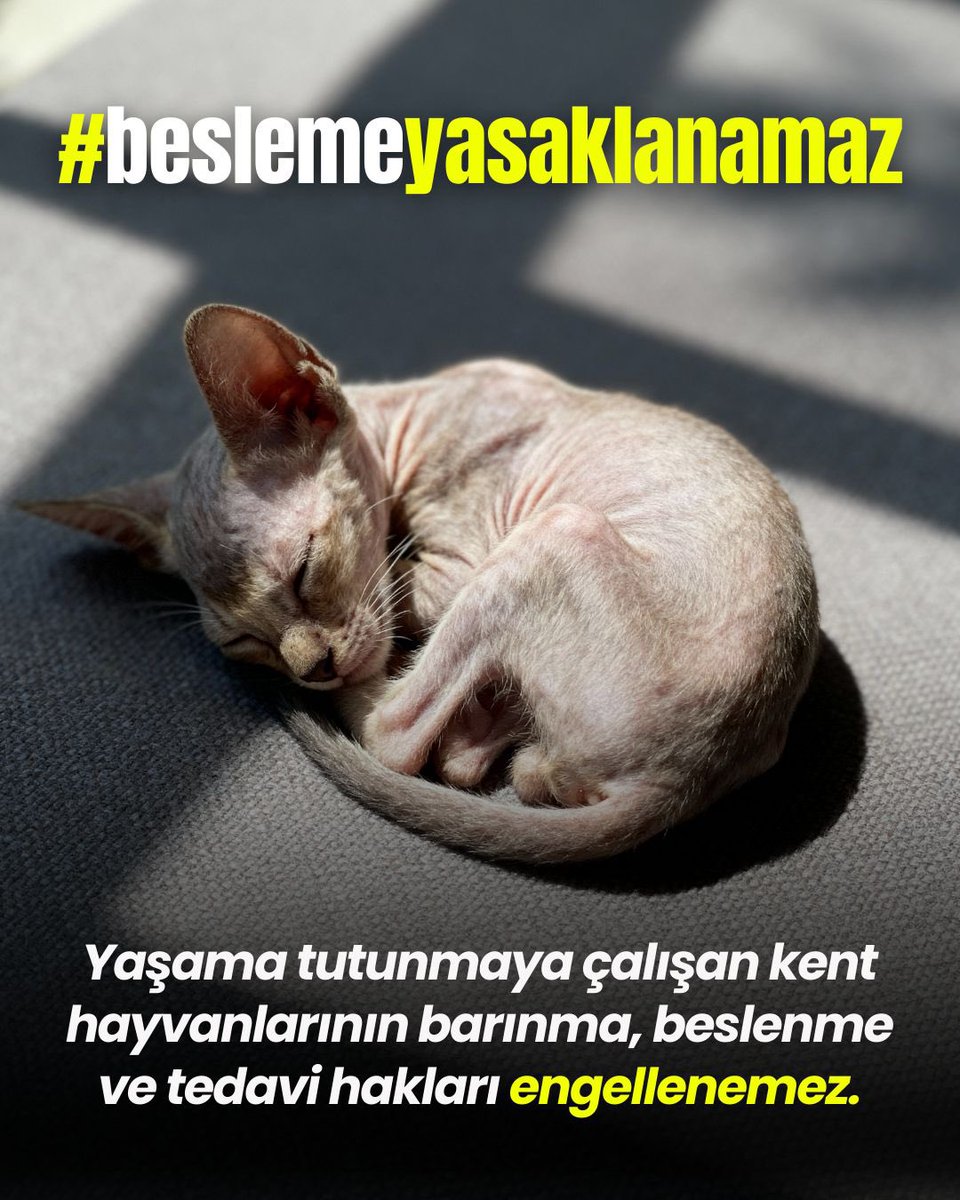 LananNalan's tweet photo. @ValiSelcukAslan @duzce_valiligi @kocaelivaliligi @kubrayigitbasi @AfyonValiligi @AkcakocaKymkm @duzcebld #Beslemeyasaklanamaz https://t.co/QRE9EOGJZ3