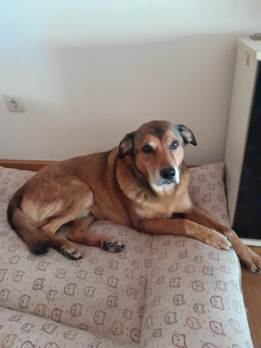 #LaRioja
#WILLY tiene 11 años. Su historia es agridulce. Ha tenido dos familias donde ha sido muy querido y cuidado, pero la primera, por el fallecimiento del propietario y en la que está ahora, por una enfermedad incapacitante, hacen inviable su continuidad...

Esta última casa