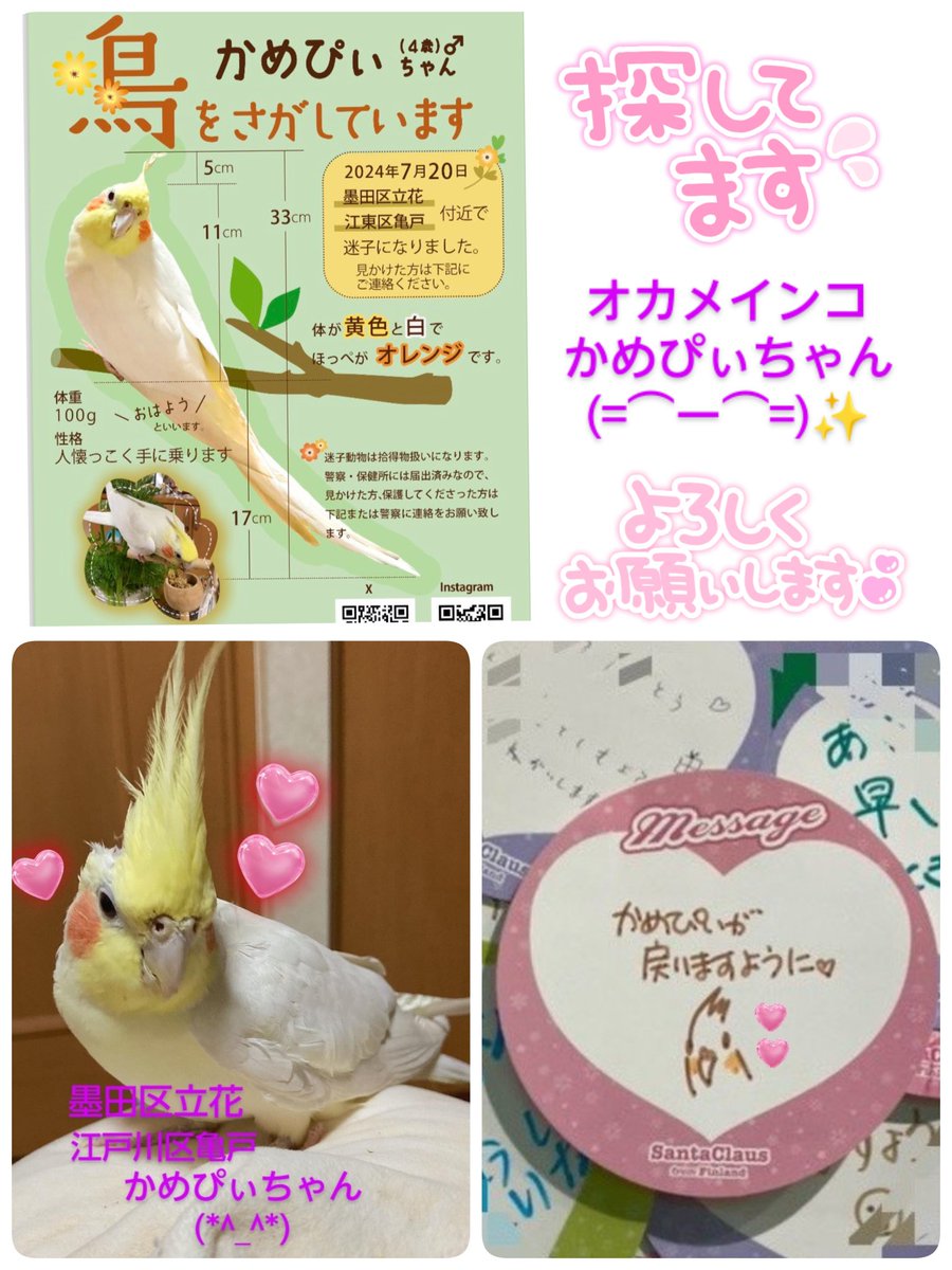 wanwan202319831's tweet photo. #東京 #墨田区立花 #江戸川区亀戸
#オカメインコ
#かめぴぃちゃん✨
どこかで保護された方はいらっしゃいませんか？
飼い主様可愛いい✨かめぴぃちゃんの帰りを待っています。
大切な家族です(*^_^*)
可愛いい✨かめぴぃちゃんが1日でも早く飼い主様と繋がりますように🍀
皆様のご協力お願いします🙏 https://t.co/wYqCnumlz1