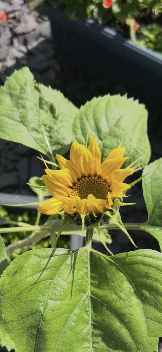 This is what happens when you plant your ‘Giant Sunflowers’ in late June. The first is flowering today and while it did make me smile, it’s 2 feet tall. This pretty much defeats the entire point of planting Giant Sunflowers! 🌻