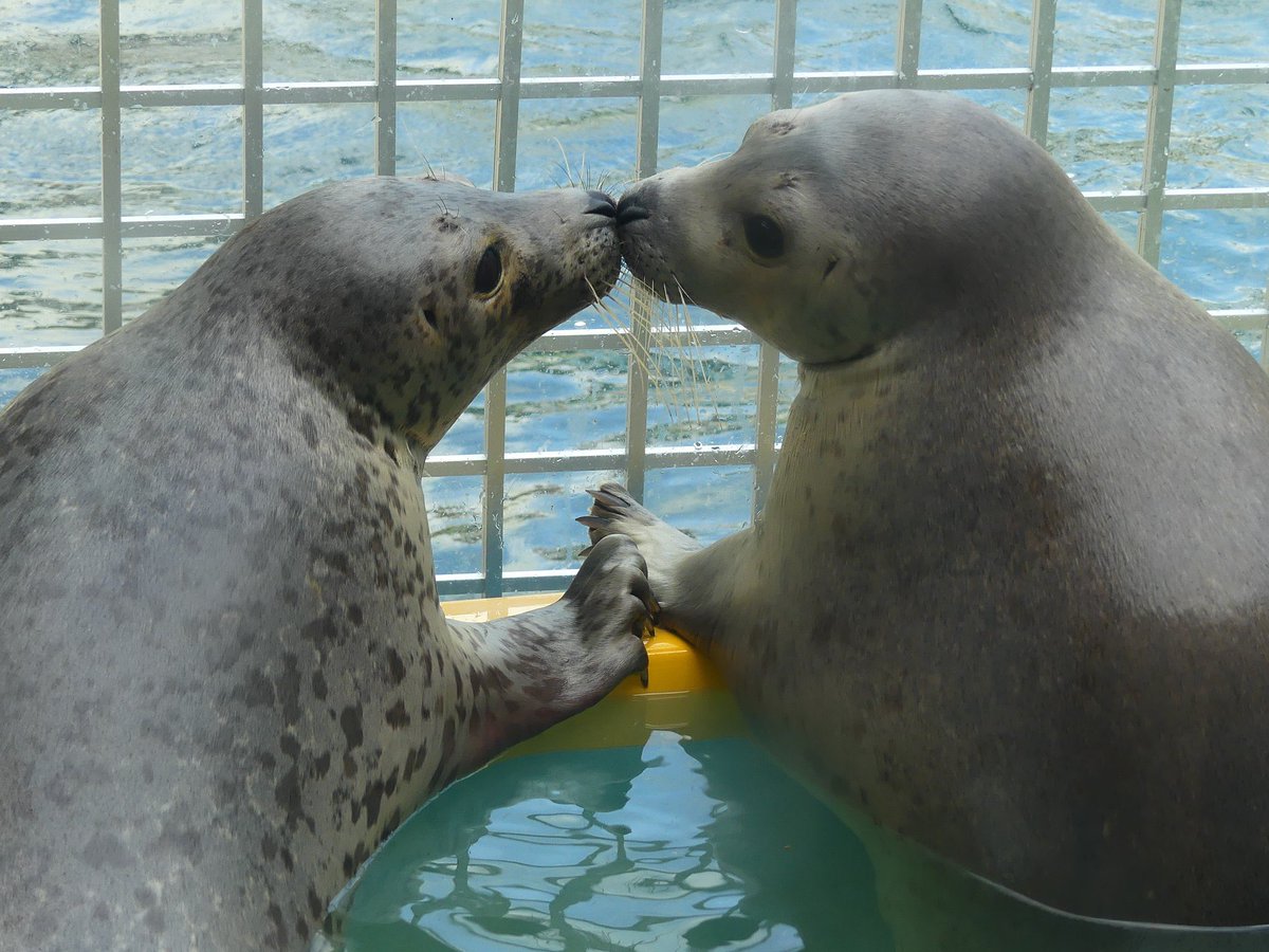 Lucien | #1 Myrkulyte Glazer tweet media