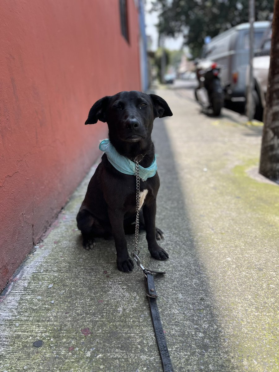 Él es Pepe.

Desde cachorro sufrió.💔
En donde vivía lo golpeaban,no lo alimentaban,lo dejaban bajo la lluvia,le hablaban a gritos y recibía malos tratos todo el tiempo.
Se referían a él como “pinche perro negro” 

Hoy,busca una familia que le demuestre que es el amor.🩷
Dale una