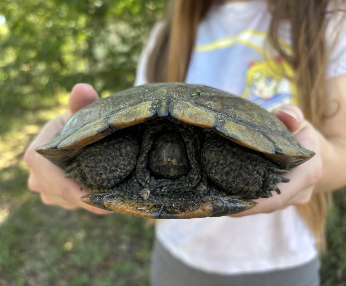 jo_casey_jo's tweet photo. Found this guy underneath our propane tanks… Of course I had to name him Hank before I released him 🐢🙏🏻 https://t.co/qihDbJuqo8