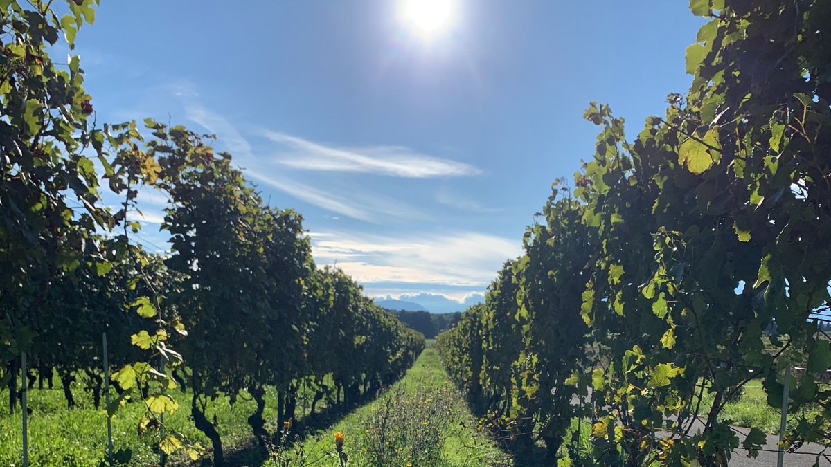 grainingpattern's tweet image. Spent the whole day inside.

At some point, it was too much.

My body called, and I listened.

I cycled through the vineyards.

It felt amazing. Like a reset.

A short bout of nature-deficit disorder, relieved.