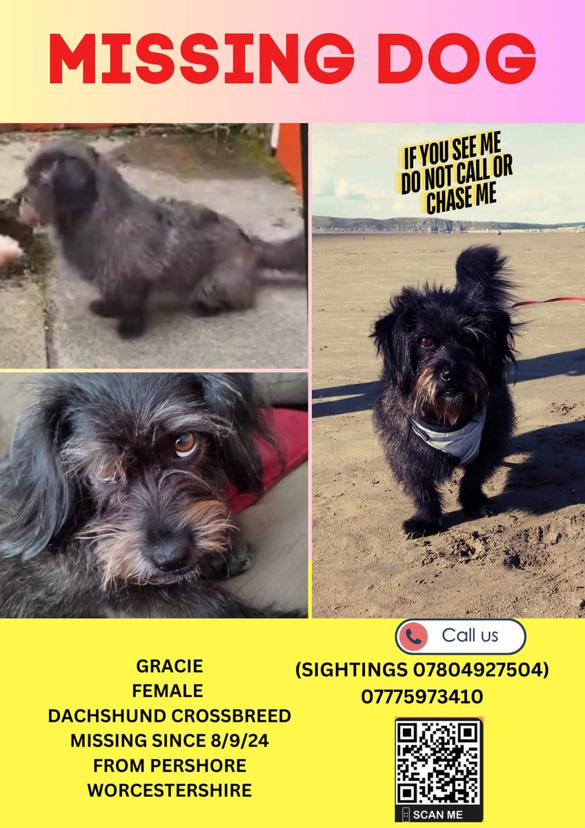 MissingPetsGB's tweet image. If you do one thing tonight- please please look at Gracie&apos;s poster
Please contact asap if you think you&apos;ve seen her
Poor Gracie is still out there somewhere but where?
Last seen 8 September 2024 in #pershore #wr10 
#BringGracieHome #stolendoghour