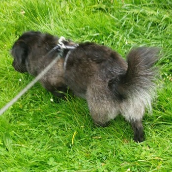 MissingPetsGB's tweet image. If you do one thing tonight- please please look at Gracie&apos;s poster
Please contact asap if you think you&apos;ve seen her
Poor Gracie is still out there somewhere but where?
Last seen 8 September 2024 in #pershore #wr10 
#BringGracieHome #stolendoghour