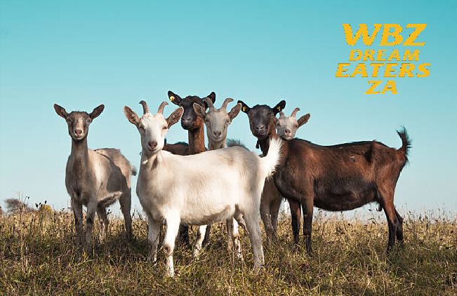 Chitoes_ow's tweet photo. Found a pic of my @ZAOverwatch Spring series team #WBZWIN #GOATS #MelodyWidow https://t.co/9utpz4SoOV
