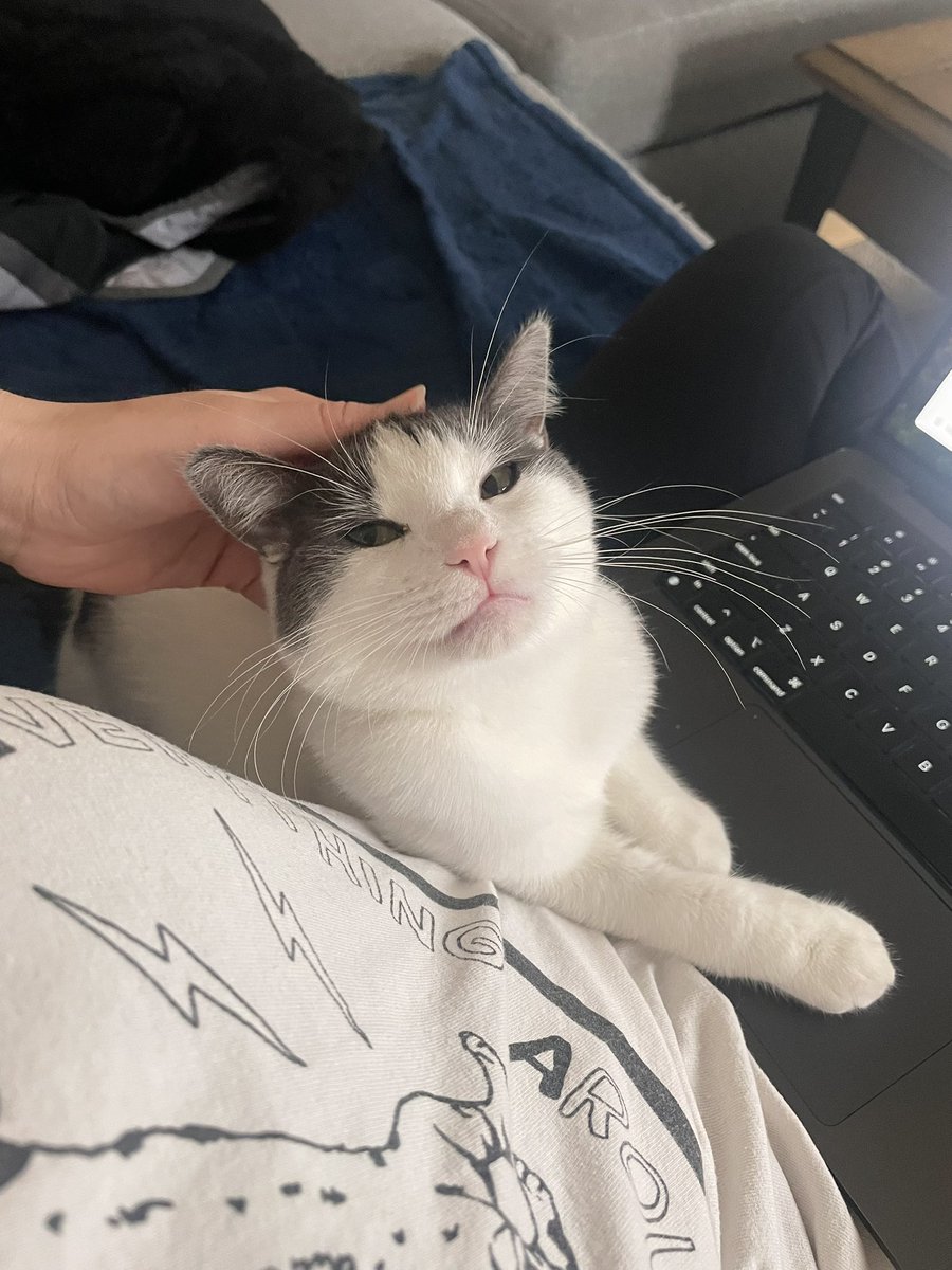 Friends of Bear Cat Rescue tweet media