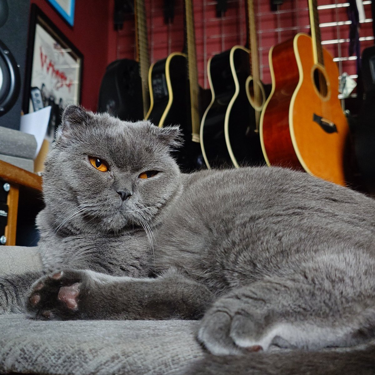 Mark Daniels tweet media