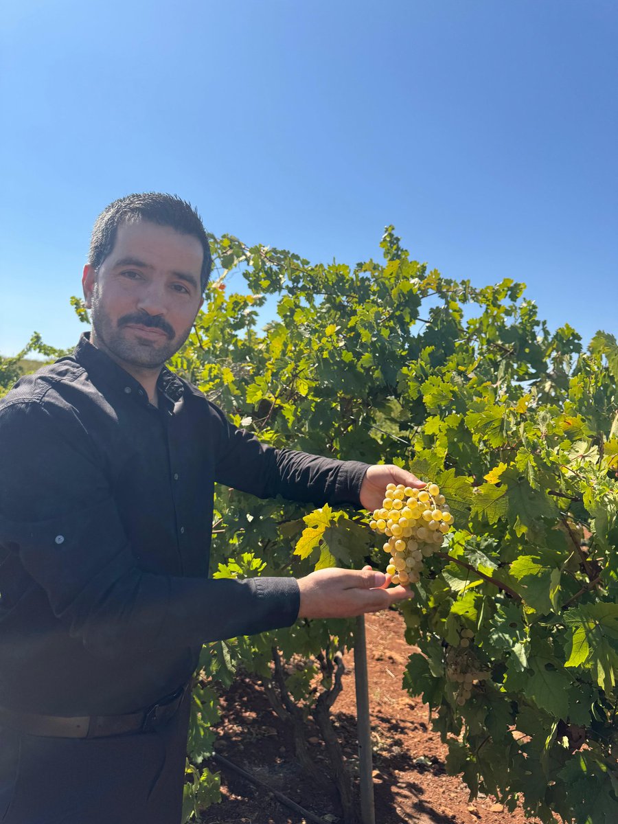 mzekiefe's tweet photo. 🍇 Bağ bozumu zamanı!
Üzümler toplanır, şıra kaynar…

👉 Şıradan;
✨ Güneşte kuruyan pestil,
✨ Odun ateşinde kaynayan pekmez,
✨ Kat kat kaplanan ceviz-badem sucuğu yapılır.

Bağ bozumu; bereket, imece ve birliktir. 🌿✨

Siz hangisini daha çok seviyorsunuz? 😍 https://t.co/Fxln8Ey1M0