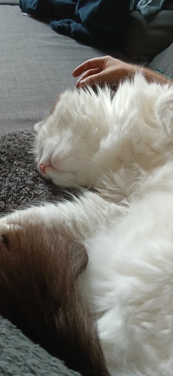 LeBoug's tweet image. 1 semaine de Zigounette qui dort à côté de moi.