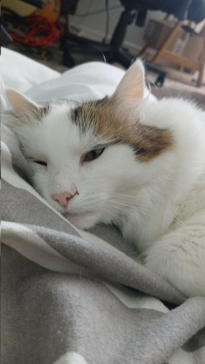 LeBoug's tweet image. 1 semaine de Zigounette qui dort à côté de moi.