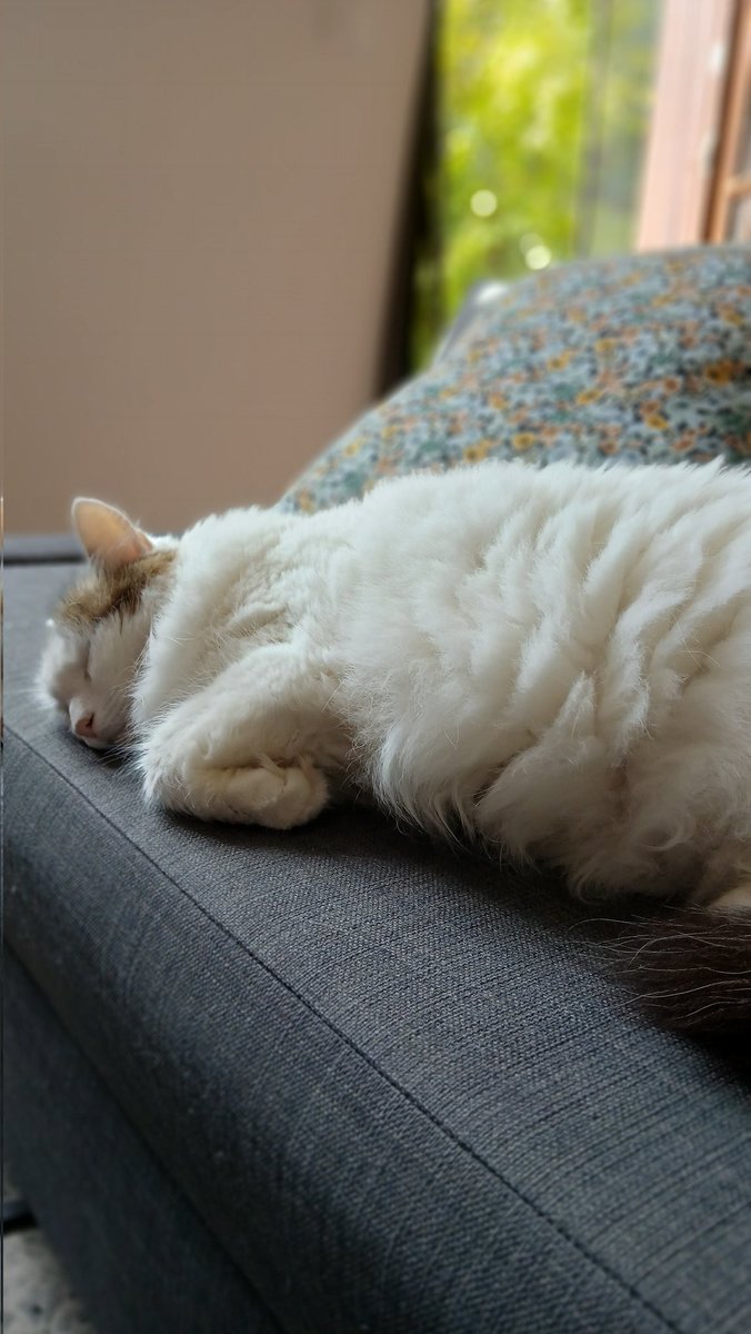 LeBoug's tweet image. 1 semaine de Zigounette qui dort à côté de moi.