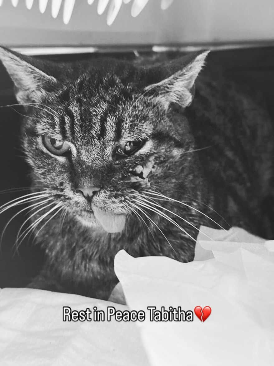 Unfortunately Tabitha had cancer in her jaw which was causing it to lock. It was very difficult for her to eat and we suspect it was painful. The short time she was with us she was spoiled with slurry and squeeze treats and we hope she found comfort. Rest Easy.🌈💔