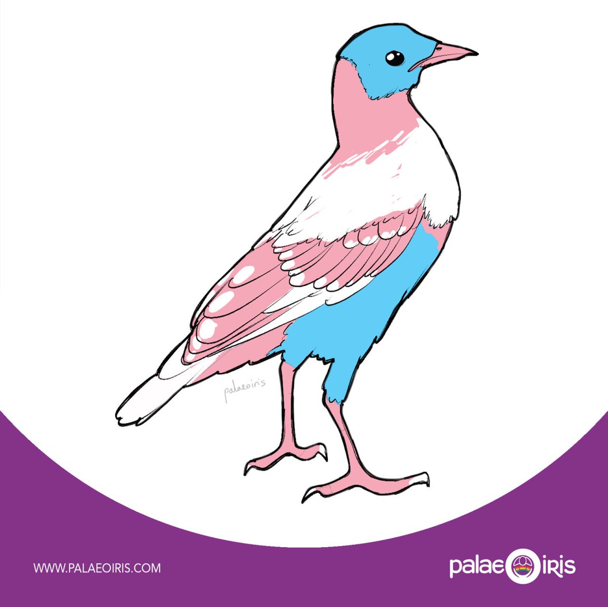 🏳️‍🌈🏳️‍⚧️ Palaeoiris🦕 Black Trans Lives Matter tweet media