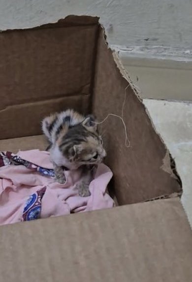 catloversw's tweet photo. 🛑كيتن للتبني العاجل🛑
المنطقة: مكة المكرمه📍
العمر: كيتن صغيره غالبًا عمرها اسبوعين
الجنس: أنثى
حساب او رقم للتواصل : mrim_sham
#تبنى_لا_تشتري
#ساهم_في_انقاذ_روح https://t.co/IlmaF6S2BB