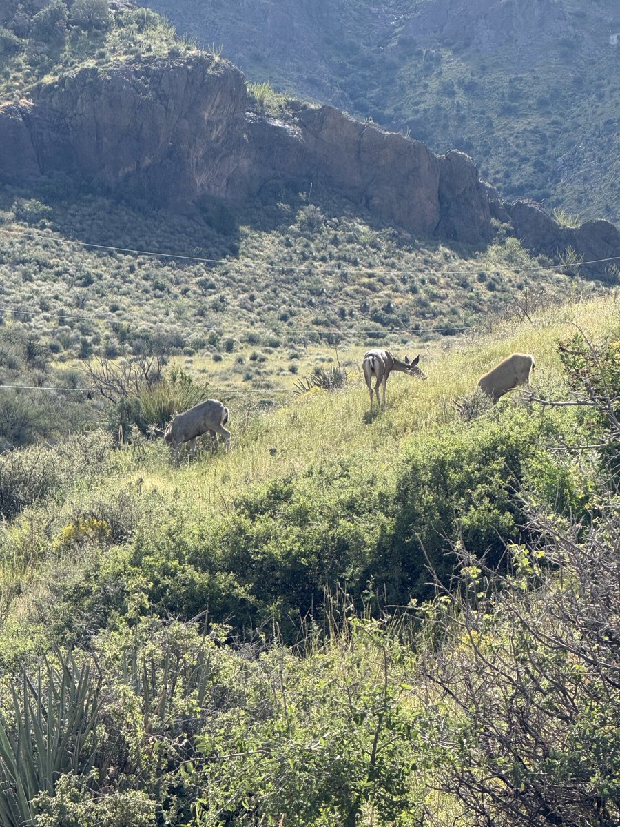 cat heifner tweet media