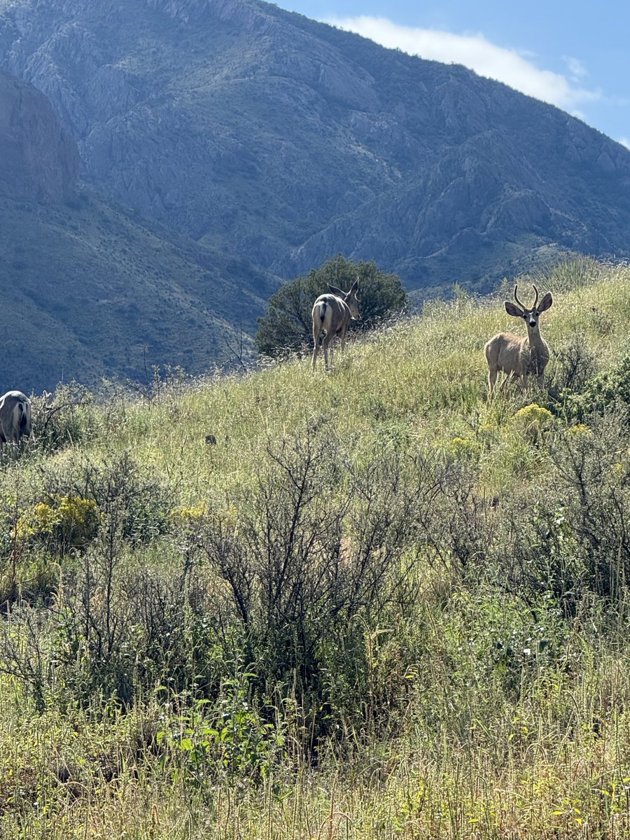 cat heifner tweet media