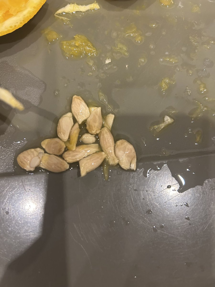 C_ourtney__'s tweet photo. @marksandspencer the most seeded seedless oranges ever 🙃🤦🏼‍♀️ 11 seeds from just one the oranges alone https://t.co/WyebmBPxeW