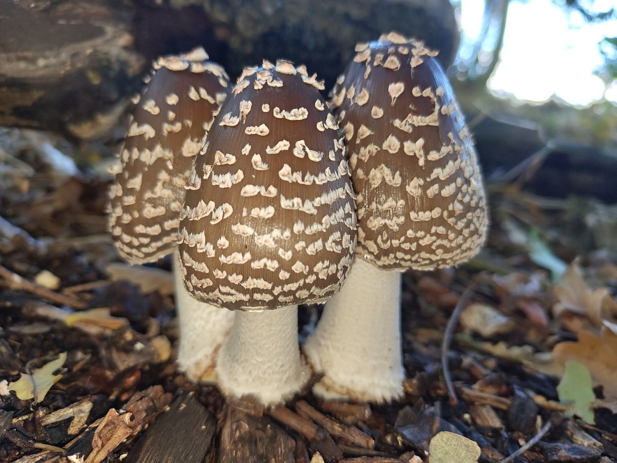 Went into the memorial grove at Bradgate park. Found stems of inkcaps along with false Chanterelles and further around found the inkcaps before they deliquesce and they were Magpie inkcaps in quite large numbers. Only found them in small numbers in Cloud woods before.
