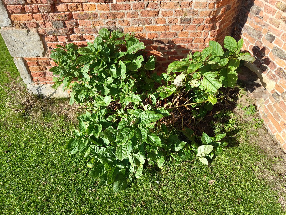 Went to Bradgate with the intention of gathering Henbane seeds for a 2nd attempt at growing them using  a propagator to start them off. Also  some Deadly nightshade berries. Found only a few Henbane rosettes,no full plants. Likewise only 3 nightshades without flowers or berries.