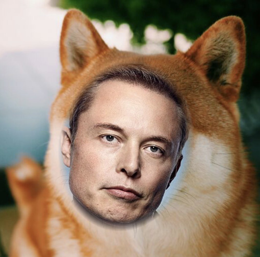 Froge ™ Finance Official tweet media