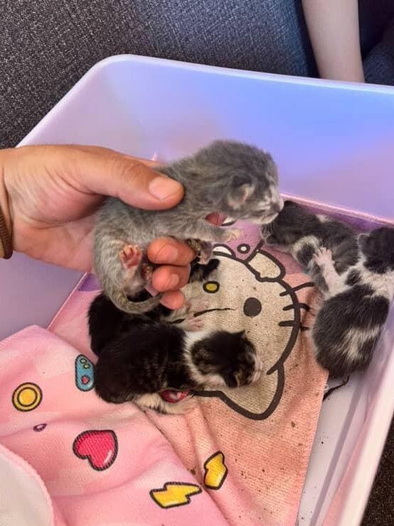 Se necesita con suma URGENCIA, mamá nodriza o personas con experiencia criando gatitos a mano.

WhatsApp de contacto: +56942780715.

Favor compartir. 🙏🏻

#Viña
#Valpo