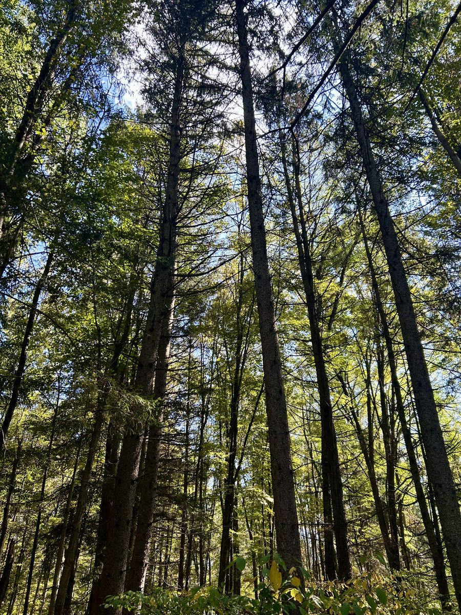 Essau1969's tweet image. #SundayFunday #Foray 🍄🥾LFG!!!!!!