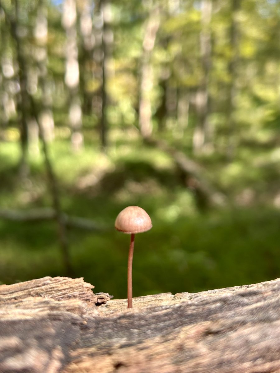 Essau1969's tweet image. #SundayFunday #Foray 🍄🥾LFG!!!!!!