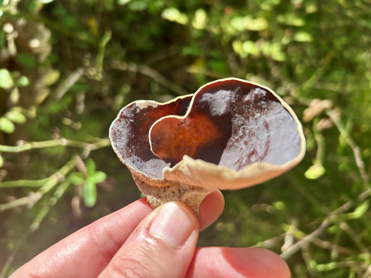 Essau1969's tweet image. #SundayFunday #Foray 🍄🥾LFG!!!!!!