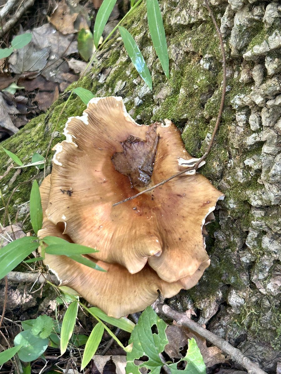 Essau1969's tweet image. #SundayFunday #Foray 🍄🥾LFG!!!!!!