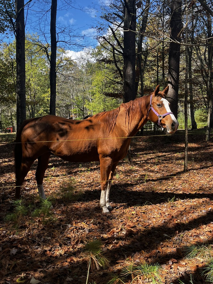 retardedfelon's tweet photo. bojack what are you doing here https://t.co/IDMhFwWq7C