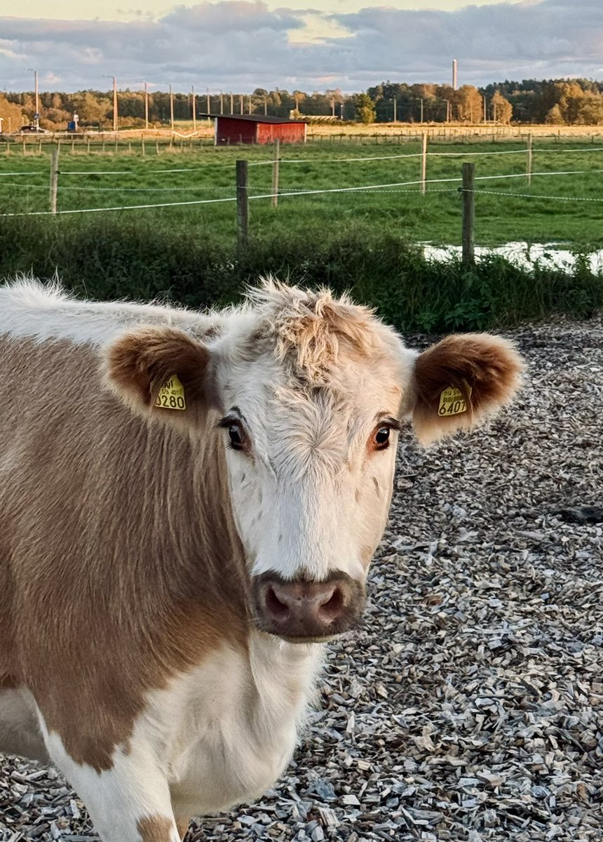Встретил такую замечательную корову сегодня! 😍

Она будто говорит: «Заюш, тебе подсказать что-то? Подсказка какая-то нужна?»