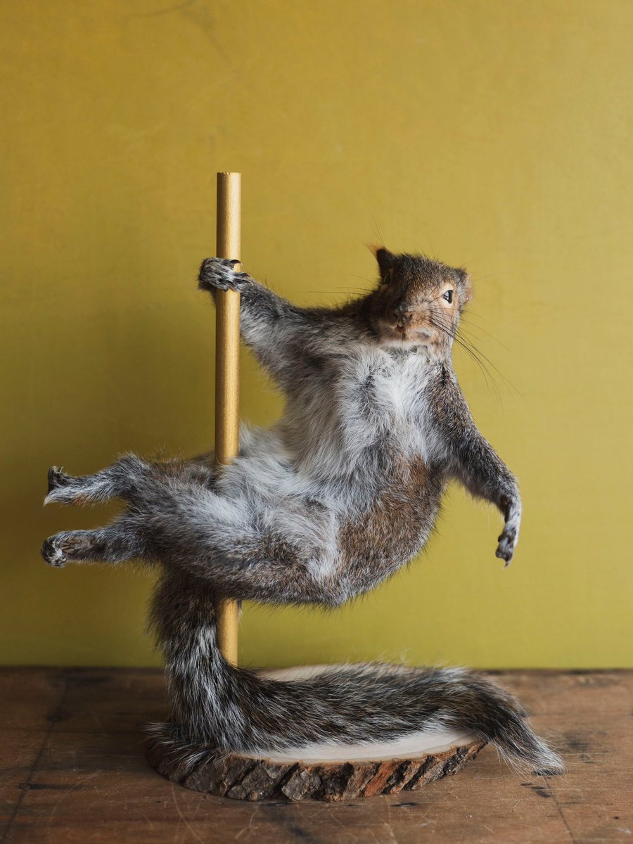 The feeling you get when you beat LSU.  😂😎
#grovesquirrel  <a href="/OleMissFB/">Ole Miss Football</a>