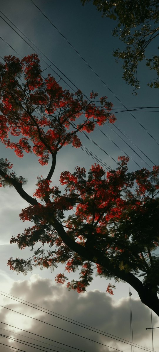 NoCaptionMood's tweet photo. Tree And Sky🍂 https://t.co/X2G3C8Teup