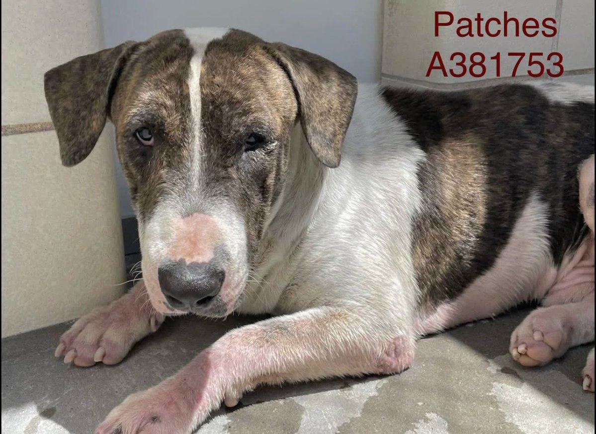 💔🐾🆘 PLEASE help 2yr old PATCHES! This sweet baby is in great danger TB☠️ 9/29  He has a rescue interest that wants to save him! Please consider helping! 
#PLEDGE #FOSTER #SHARE 
Corpus Christi #TX 
#SAVEPATCHES