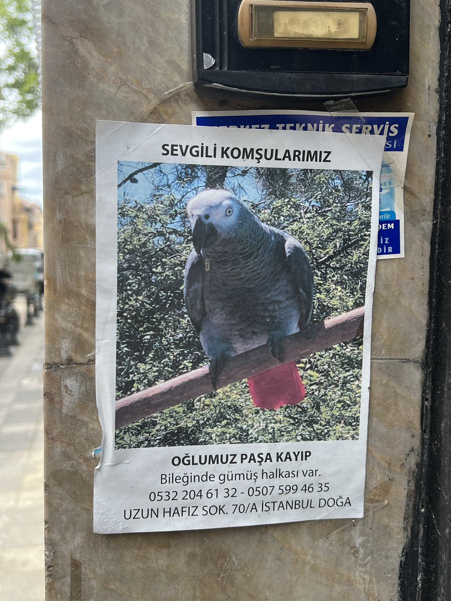 KAYIP KUŞ ARANIYOR
İSTANBUL / KADIKÖY