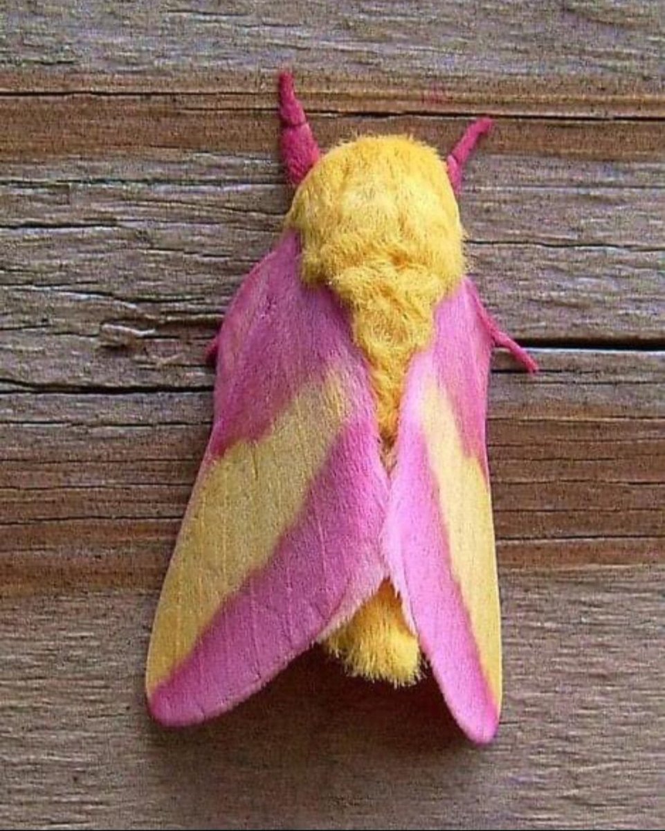 RustlingTrees's tweet image. Pink maple moth
