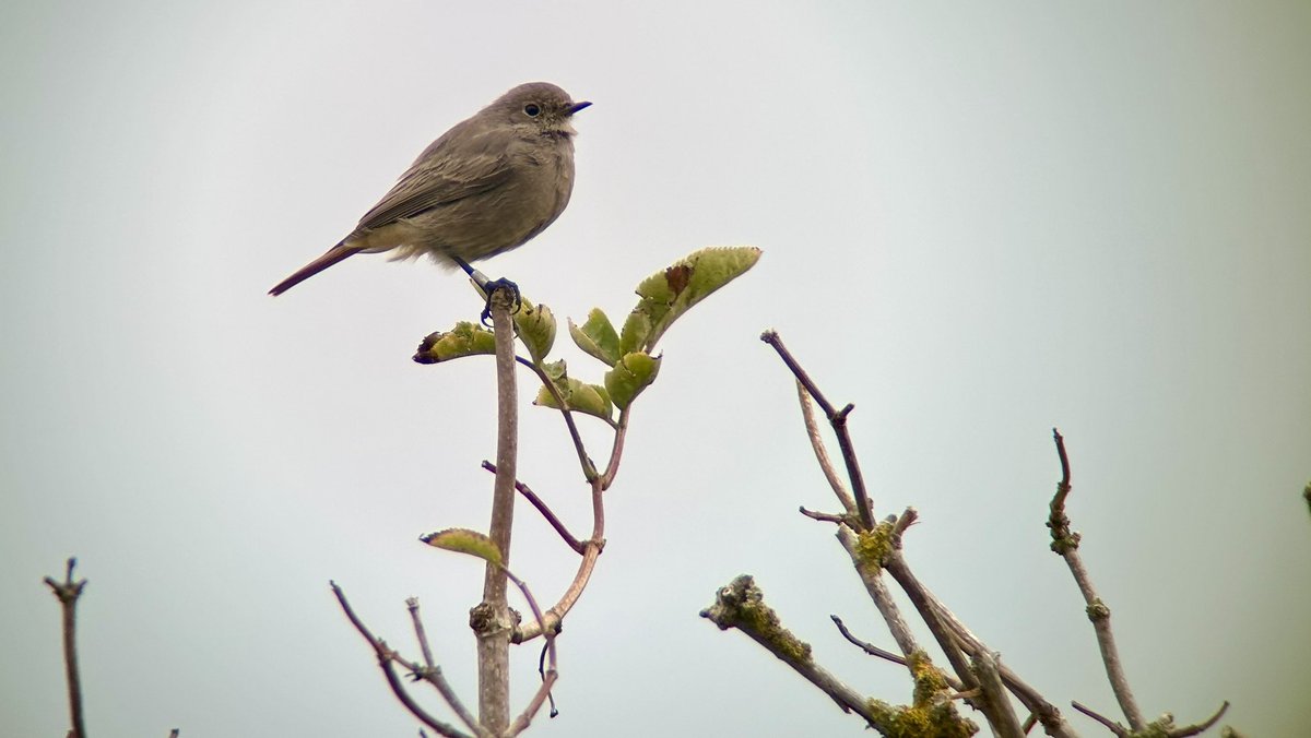 Black Redstart this morning at Gibraltar Point.