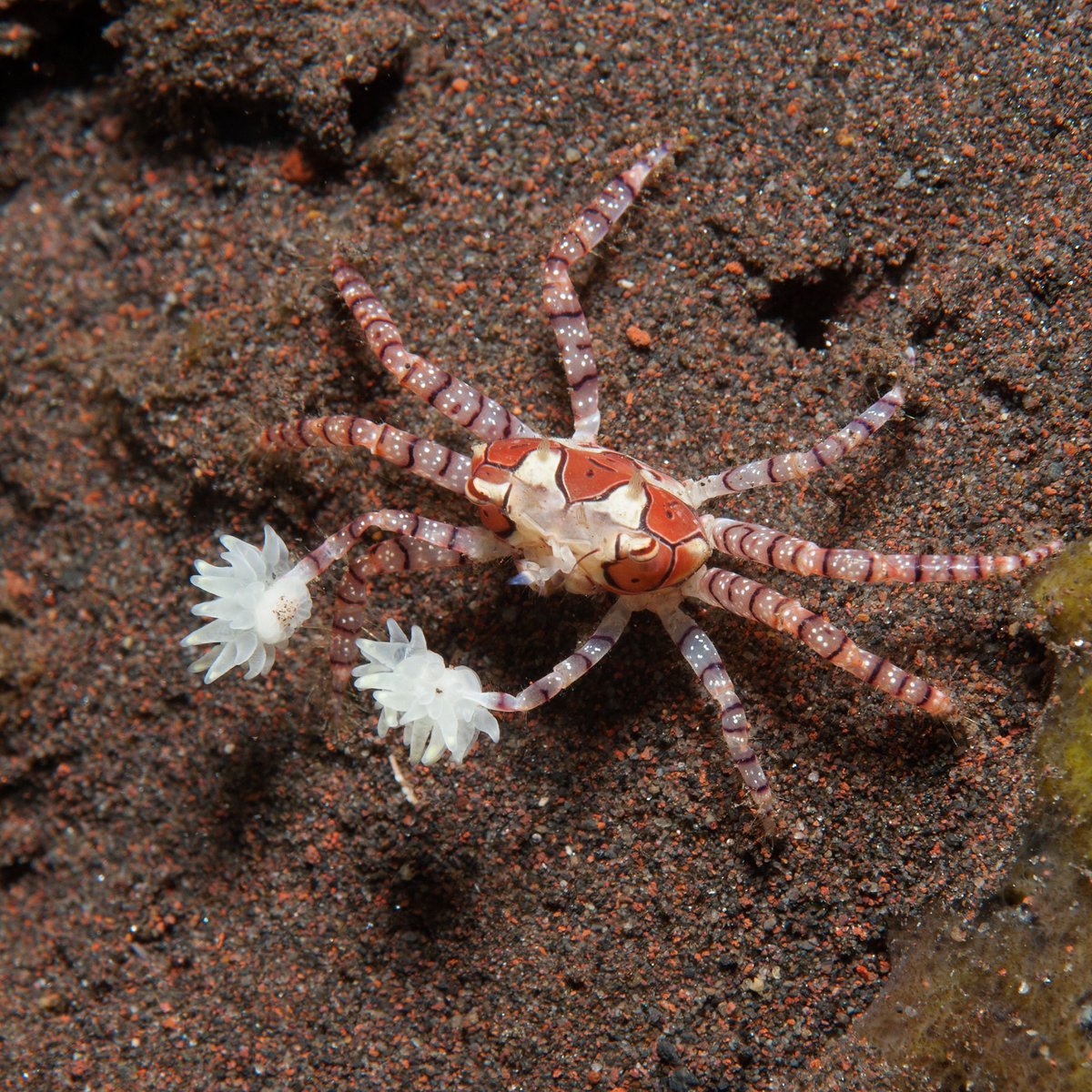 oceana's tweet image. Boxer crabs are the cheerleaders of the sea! ✨ 

These tiny crabs wield sea anemones like pom-poms, thanks to their specially adapted claws. But they’re not just for show—these living accessories may help defend against predators, stun prey, and even be part of ritualized…