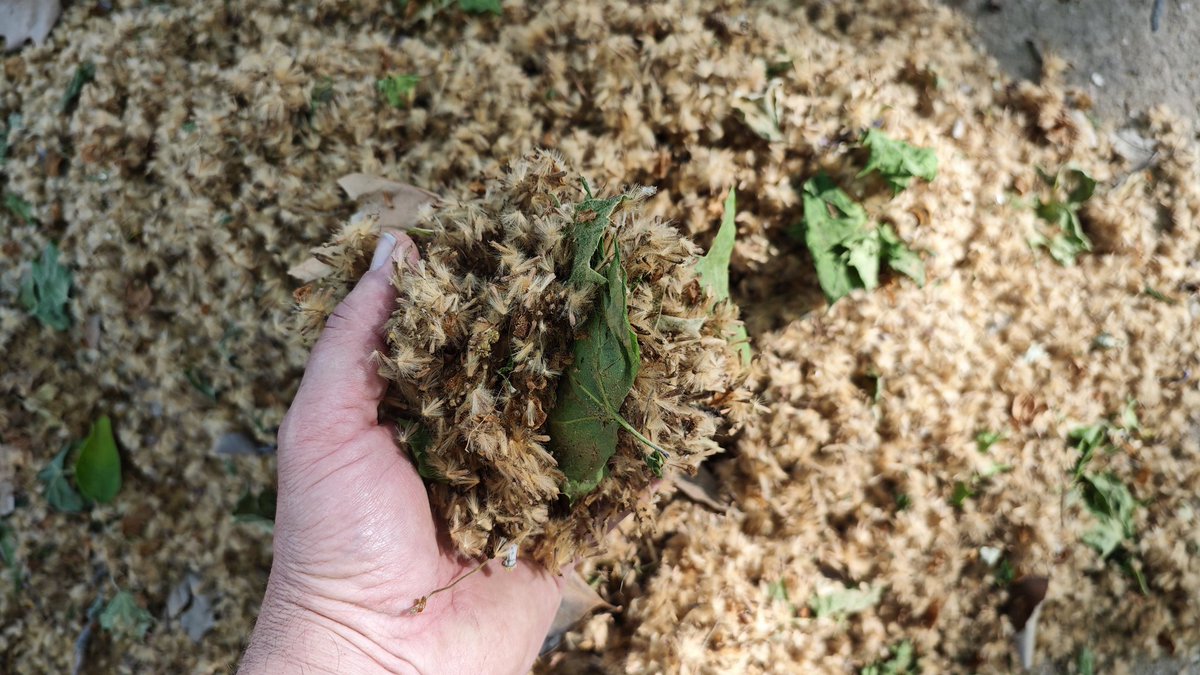 Llega la época en dónde se sufre salir a la calle porque se te llenan los ojos, la nariz y la garganta con esto.
Y tanto en las redes como en la calle comienzan las puteadas masivas contra los plátanos.
Quiero tratar de hacer un aporte realista en medio de tanto bardo 👇