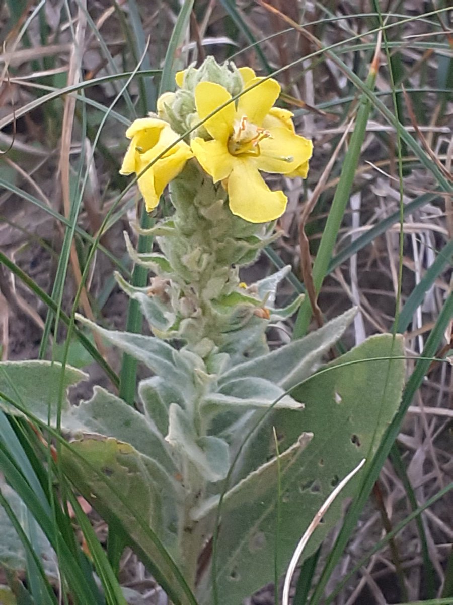JeremyGaskell's tweet image. This late-flowering  -  and minute  -  Mullein was one of the few splashes of floral colour at Minsmere on the Suffolk coast today #wildflowerhourBSBI
